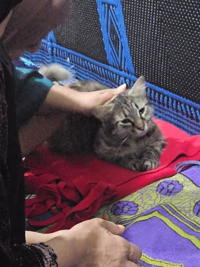 An interior scene in Salé, Morocco, depicts a human individual interacting with a cat. A tabby cat, predominantly grey with dark stripes, lies relaxed on a red fleece-like blanket. The cat's eyes are partially closed. A human right hand, partially visible with a turquoise sleeve, is gently placed on the cat's head and neck area, stroking it. The individual's left hand, with visible nail beds, rests on a patterned purple textile with green and yellow motifs, located to the right of the red blanket. The background features a dark, likely woven, surface with a prominent blue geometric pattern, resembling a mat or screen.
