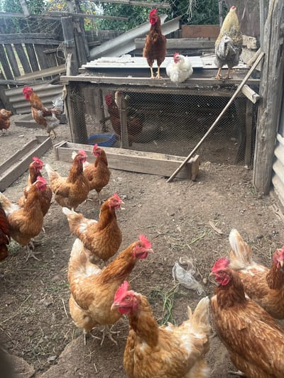 This is an outdoor, eye-level shot of a chicken coop in Rakhinka, Russia. The scene is populated by several brown and white chickens roaming on the dirt ground. The coop itself appears to be made of rustic wood and wire mesh, with some corrugated metal roofing visible at the top. The ground is covered in dirt, dried grass, and some scattered debris, including a piece of plastic. Sunlight filters down, suggesting it is daytime. The chickens are the main subjects, with many of them clustered together, pecking at the ground or looking towards the camera. One chicken with brown and white feathers is positioned on a wooden plank, appearing to be in motion. Another chicken, predominantly brown with a white chest, is in the background, standing near the entrance of the coop. The overall impression is a natural, rural setting focused on the daily life of these farm animals.