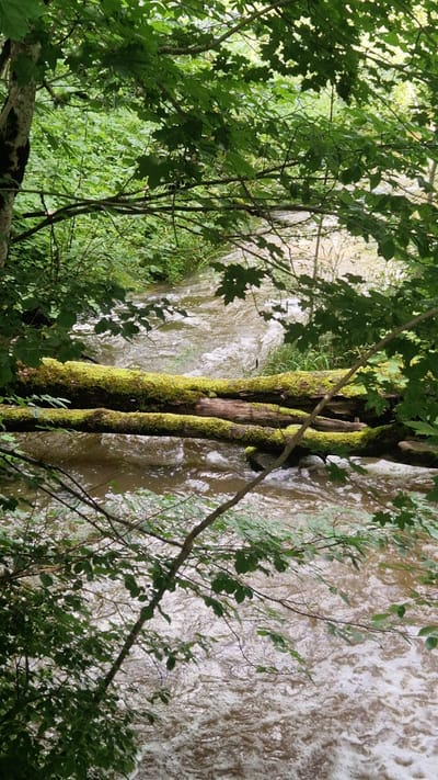 The image depicts a tranquil forest scene in Krastkalni, Latvia, with a shallow, flowing stream at its center. Two fallen logs, covered in vibrant green moss, span the width of the stream, creating a natural bridge. Lush green foliage, primarily leaves from deciduous trees, frames the upper and lower portions of the image, partially obscuring the stream and its banks. The water is a murky brown, with visible ripples and foam indicating movement. The overall impression is one of a secluded, natural environment, untouched by human activity.