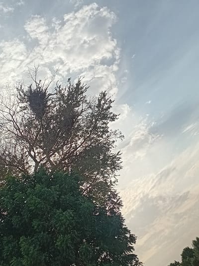 A sprawling tree occupies the right side of the frame, dense green foliage contrasting with its bare branches. A sizable nest is nestled within the branches of the tree. The sky dominates the scene, a mix of bright white and blue. A network of wispy clouds stretches across the sky. The scene is bathed in sunlight.