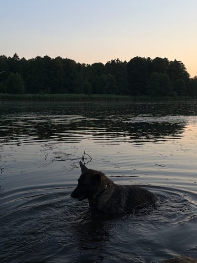 A German Shepherd dog is in the water of a lake, facing left. The dog's head and upper body are visible, and it appears to be swimming or wading. The water has ripples and some floating debris. In the background, there is a dense line of trees along the shore of the lake, and the sky is a pale gradient of blue and orange, suggesting either sunrise or sunset. The location is identified as Padlabenski Sel'ski Savet, Belarus.