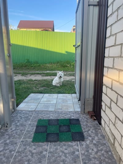 A white West Highland Terrier sits on a patch of grass, looking towards the camera. Behind it, a green corrugated metal fence runs horizontally. A brown-roofed building with light yellow walls is visible above the fence. The dog is positioned in front of a tiled path leading to an open gateway. The gateway is flanked by a grey metal structure on the left and a white brick wall on the right. A dark brown metal door is visible within the gateway. A doormat with a green and black checkerboard pattern lies on the tiled path. The scene appears to be in a suburban or rural setting, possibly a backyard or side yard, given the fence and open space. The lighting suggests it is daytime, with a clear blue sky overhead. The image does not provide any specific indicators of its location within Syzran, Russia, other than the explicit instruction to assume it is there.