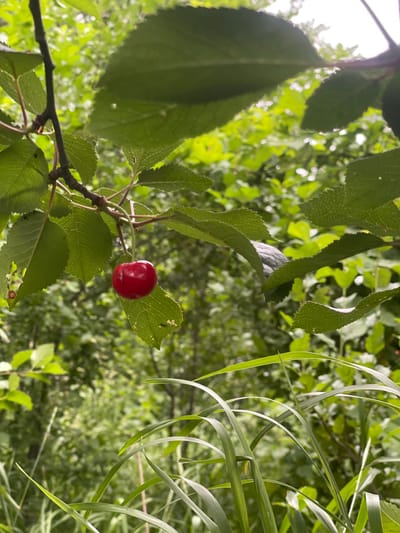 A single, ripe, red cherry hangs from a thin stem, suspended beneath the green leaves of a tree. The cherry is round with a slight indent at the top. Its surface is glossy and appears smooth. The surrounding foliage is a vibrant green, with some leaves showing signs of natural wear, such as small holes or brown edges. The background is a soft blur of more green leaves and dappled light, suggesting an outdoor, natural setting. There are no people or animals visible in the image. The scene is peaceful and appears to be in a natural environment within Novyi Tahamlyk, Ukraine, likely a park or garden, given the presence of cultivated fruit-bearing trees and lush vegetation. The focus is sharp on the cherry and its immediate leaves, while the background is out of focus, creating a shallow depth of field.
