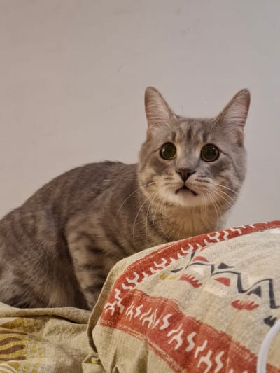 A grey tabby cat with large green eyes is positioned in the foreground of the image, looking directly at the camera. The cat is sitting on a textured surface, possibly a blanket or comforter, which features a red and white patterned border. The background is a plain, light-colored wall. The cat's fur displays characteristic tabby markings. The scene appears to be indoors, with no visible indication of the cat's location in Zemun Urban Municipality, Serbia.