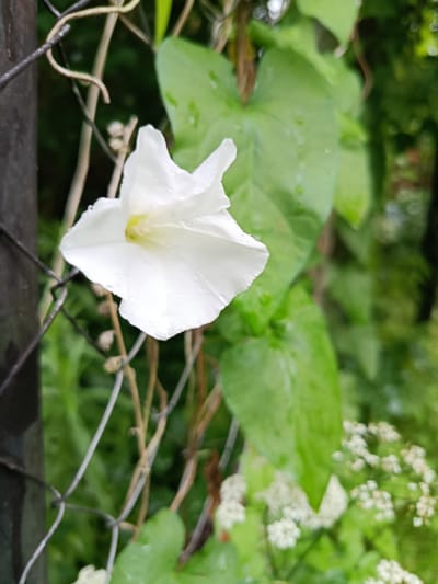 This is a close-up, eye-level, vertical shot of a white bindweed flower in bloom. The flower is partially obscured by a wire fence, which runs diagonally across the left side of the frame. The bindweed flower is in focus, showcasing its delicate white petals and a hint of yellow at its center. Small water droplets are visible on the petals, suggesting recent rain or dew.
Behind the flower, large, green leaves with visible water droplets dominate the background. To the lower right, a cluster of small, white flowers adds texture and contrast to the scene. The overall setting appears to be an outdoor garden or natural environment, likely in Верея, Russia, given the context. The lighting suggests it could be daytime, perhaps after a rain shower, as the light is diffused and the plants appear vibrant and wet. There is no visible text in the image. The focus on the delicate flower and the presence of water droplets evoke a sense of natural beauty and freshness.