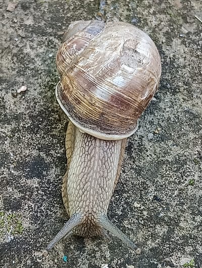 A close-up, overhead shot focuses on a snail crawling on a textured, concrete-like surface. The snail's shell, a spiral of brown and beige with visible ridges, dominates the upper portion of the image. The snail's body, a pale, mottled grey, extends from beneath the shell, revealing segmented skin and two prominent tentacles at the front. The surface beneath the snail is granular, with a mix of dark and light grey specks, and hints of green moss in some areas. The scene appears to be outdoors, possibly in a garden or pathway, in Biliaivka, Ukraine.