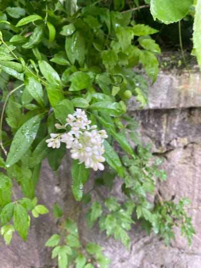 A cluster of small, white flowers is in focus against a background of wet, green leaves and a stone wall. The flowers are delicate, with multiple small petals and visible stamens. The leaves are vibrant green and appear to be covered in water droplets, suggesting recent rain. The stone wall is rough and weathered, with variations in color and texture. The scene is outdoors, with the natural light creating soft shadows. The overall impression is one of a tranquil, natural setting. The image does not contain any people or specific identifiable landmarks within Smolyan, Bulgaria.