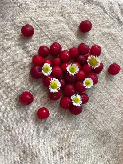 A top-down shot shows a collection of ripe, red cherries scattered across a textured, light-colored linen cloth. Several of the cherries are adorned with small, white daisies that have bright yellow centers. The cherries are glossy, indicating they may be fresh or slightly wet. The lighting suggests it could be daytime, with natural light illuminating the scene. The overall impression is one of freshness and simplicity, possibly a still life arrangement for a rustic or natural aesthetic. There are no people or text visible in the image. The scene evokes a feeling of natural beauty and the bounty of the harvest. The texture of the linen cloth adds a tactile element to the visual.