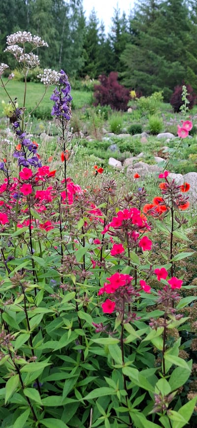The image depicts a vibrant garden in Pihali, Estonia, featuring a dense collection of blooming flowers. In the foreground, a variety of pink and red phlox flowers dominate the scene, their petals a rich fuchsia and bright crimson. Interspersed among them are taller spikes of purple delphiniums and delicate white Queen Anne's lace, adding depth and contrast. The background reveals a gently sloping landscape with a mix of green foliage, ornamental shrubs with deep red leaves, and a scattering of large stones. Beyond this cultivated area, a line of dark green coniferous trees forms a natural border against a muted, overcast sky. The overall impression is one of a lush and well-maintained naturalistic garden, showcasing a diverse array of summer blooms. There are no people or animals visible in the frame.
