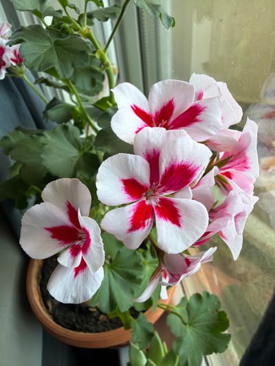 This close-up, eye-level shot features a potted geranium plant with large, bi-colored flowers. The blooms are predominantly white with striking, deep pink or red markings at the base of each petal, forming a star-like pattern in the center. The petals are delicate and slightly ruffled. Green, lobed leaves are visible, some in focus and others softly blurred.

The plant is in a terracotta pot, which is partially visible on the right side of the frame. The background is indistinct, but suggests an indoor setting, possibly near a window. Reflections are visible on a pane of glass or plastic in the upper left, hinting at the light source. The overall lighting is soft, with no harsh shadows, suggesting natural daylight. The scene is static, focusing on the beauty of the flowers. There is no visible text in the image.