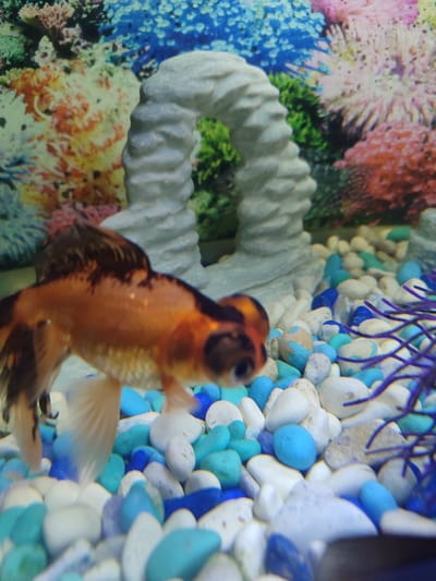 The image shows a fish tank with a goldfish as the main subject. The goldfish has an orange body, black markings, and white fins. The tank is decorated with a white, arch-shaped ornament in the background and colorful rocks in the foreground. The background also features a colorful coral reef backdrop. There is also a purple artificial plant in the lower right corner of the image.
There is no indication of this image being taken in Kotlas, Russia.