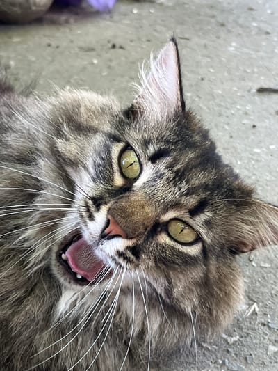A close-up, eye-level shot captures a tabby cat's face as it lies on a gray, concrete surface. The cat's mouth is open, revealing its pink tongue and white teeth, and its eyes, a bright green, are wide open and focused. The cat's fur is a mix of brown, black, and gray. The background is blurred, but it appears to be an outdoor setting with some indistinct objects in the upper left corner, including a portion of what might be a purple object. The scene is located in Krasnyye Barrikady, Russia.
