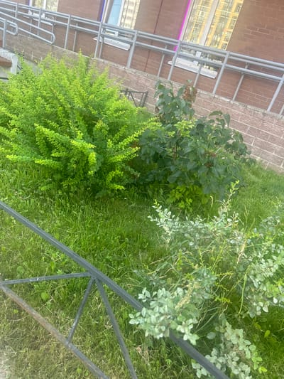 This is a vertical, medium-angle, outdoor shot of green bushes and grass next to a brick building with metal railings. The building appears to be a modern structure with large windows and what looks like a metal canopy or walkway. The bushes are dense and varied in color from bright green to darker green, with some showing dried, brown seed pods or flowers. The grass is well-maintained and appears to be a typical lawn. A dark metal railing is visible in the foreground, partially obscuring the grass and bushes. The lighting suggests it is daytime, with no strong shadows indicating a specific time. The overall scene is calm and suggests an urban or suburban environment in Yanino-1, Russia, likely a residential or commercial area with landscaping. There is no visible text in the image.