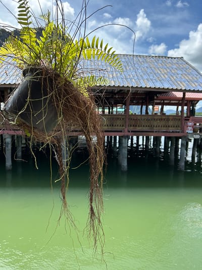A hanging potted fern with long, aerial roots dangles in the foreground, obscuring a portion of a stilted building that extends over a body of calm, green water. The building features a corrugated metal roof and wooden supports. The sky above is partly cloudy with a mix of white clouds and blue sky. In the distance, mountains are visible. The scene appears to be located in Tambon Ko Panyi, Thailand, a village built entirely on stilts over the water.