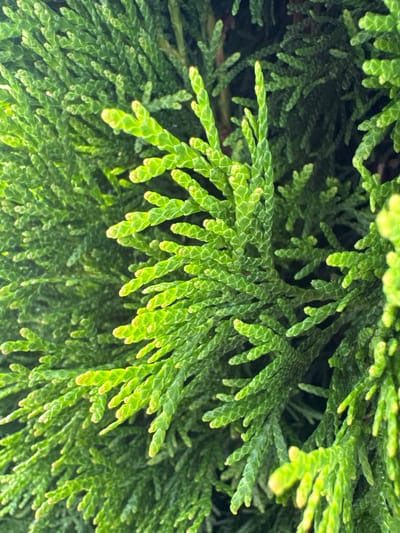 The image displays a close-up view of dense, green foliage, likely from a conifer tree such as a cedar or cypress. The leaves are small, scale-like, and arranged in flattened, fan-shaped sprays. The overall color is a vibrant green, with some tips of the leaves appearing lighter, almost yellowish, suggesting new growth or sunlight exposure. The background is a darker, out-of-focus green, indicating a densely packed natural environment. The scene is devoid of any human presence, structures, or recognizable landmarks. The image could have been taken in a park, garden, or any natural setting. It is not possible to determine the specific location within Maladzyechna, Belarus, from the visual information provided.