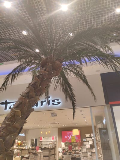 The image shows a palm tree with fairy lights wrapped around its trunk, positioned in front of a store with a large sign that reads "Tamaris". The store appears to be a shoe or accessory shop, with displays of shoes and bags visible through the storefront. There is a promotional sign that says "РАСПРОДАЖА ДО 50%" which translates to "SALE UP TO 50%". The ceiling of the building has a grid-like structure with recessed lighting. The overall setting suggests an indoor environment, possibly a shopping mall. The location is identified as Orenburg, Russia. No people are clearly visible or identifiable in the image.