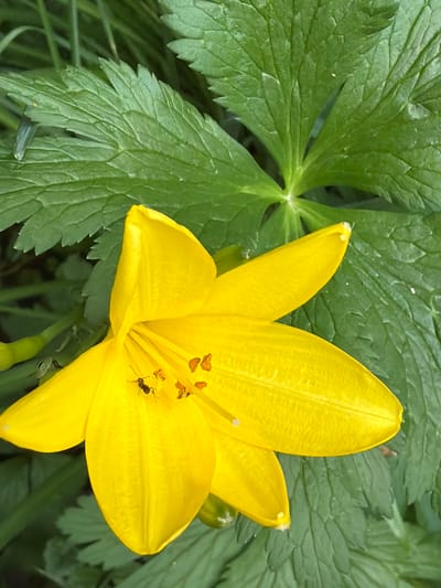 A close-up, eye-level shot captures a vibrant yellow lily in bloom, set against a backdrop of lush green foliage. The flower, with its delicate petals unfurling, is the central subject. Within the flower's stamen, a small black ant is visible, actively engaged on the anthers. The surrounding leaves are large and textured, with visible veins and serrated edges. The lighting suggests it is daytime, with soft natural light illuminating the scene. The overall environment appears to be an outdoor garden or natural setting. This image is not specific to the city of Tomsk, Russia, as it lacks any identifying landmarks or geographical indicators.