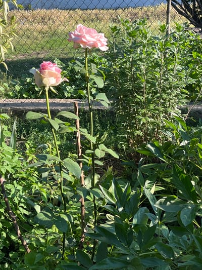 This is a medium shot, natural light photograph of a garden in the city of Chernivtsi, Ukraine. Two pink roses are the central focus, with one fully bloomed on a tall stem to the right, and another partially opened bud to the left. Both roses have delicate pink petals with lighter edges. They are surrounded by lush green foliage, including broad, pointed leaves in the foreground and more feathery leaves behind. A chain-link fence forms the backdrop, with dry, light-brown grass visible beyond it. The ground is covered in a mix of soil and dried leaves. A concrete curb runs horizontally across the middle of the frame, supporting the garden bed. Several thin, vertical wooden stakes are visible, possibly used as supports for the plants. The overall scene conveys a sense of a tranquil, sunlit garden in bloom.
