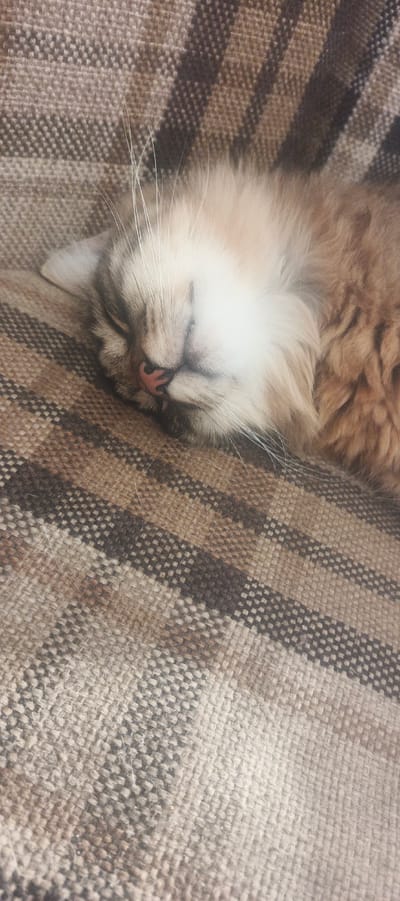 A fluffy, light brown cat is sleeping peacefully on a brown and beige striped blanket. The cat's eyes are closed, and its pink nose is visible. Its whiskers are long and white. The blanket has a woven texture and is laid out on a flat surface, possibly a sofa or bed. The lighting in the image is soft, suggesting it was taken indoors during the daytime. No specific location in Melnikovo, Russia is identifiable from the image.