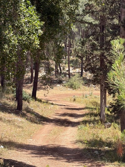 The image shows a dirt path winding through a forest or wooded area. The location is Zvulun Regional Council, Israel. The path is lined with trees and vegetation. Shadows from the trees fall across the path. The scene is outdoors during daylight. There is no indication of people or animals in the immediate view. The general environment appears natural with trees and soil with various vegetation.