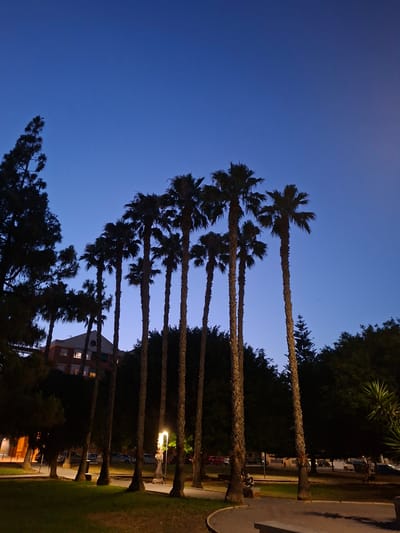 This vertical, medium-wide shot captures a park scene in Torrevieja, Spain, during twilight. A cluster of tall, slender palm trees dominates the foreground, their trunks textured and rough, silhouetted against a deep blue sky. Behind the palm trees, to the left, a multi-story brick building with illuminated windows is visible. Further in the background, several cars are parked on a street, and lush green trees and foliage create a dense canopy. A single street lamp with a warm yellow light stands illuminated amidst the trees on the right side of the frame. The ground in the foreground consists of a paved pathway curving through a grassy area. The overall atmosphere is tranquil, with the fading light indicating the transition from day to night.