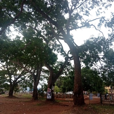 This image depicts a daytime scene in Nsukka, Nigeria, characterized by an open, unpaved area dominated by multiple mature trees. The foreground consists of reddish-brown earth, indicative of dry soil. Four large, deciduous trees with thick, dark-barked trunks and dense green foliage occupy the mid-ground, their canopies extending into the upper frame and largely obscuring the bright, possibly overcast sky.
Two of the trees in the center feature affixed posters. The tree second from the left bears a light-colored poster with dark text and graphics, while the tree third from the left displays a prominent white poster with a dark image and text, accompanied by a smaller white poster beneath it.
Behind the line of trees, a low, decorative barrier or fence with light-colored posts and darker rails spans horizontally. Beyond this barrier, on the right side of the frame, two individuals are seated on a bench or low wall; one is wearing a light-colored top. Further to the left, another individual is partially visible standing or moving. In the background, buildings are discernible; a light-colored structure with a dark roof is visible on the far left, and a multi-story building with reddish-brown walls is on the far right. A utility pole is also visible between the two rightmost trees. The lighting is bright and diffuse, casting minimal distinct shadows.
