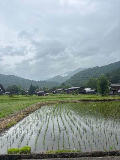 The image depicts a rural landscape in Shirakawa, Japan, under an overcast sky. In the foreground, a flooded rice paddy extends across the lower half of the frame. Young, green rice seedlings are planted in precise, parallel rows, with their reflections visible in the still water. A narrow earthen bank separates different sections of the paddy on the left. At the very bottom, a dark, rough-textured concrete or stone barrier is present.

In the midground, a cluster of traditional Japanese wooden houses with dark roofs is nestled amongst abundant green trees. One house in the right-center midground features a small, open reddish-pink umbrella near its entrance, indicating potential human presence. A larger, dark-wood house with a prominent roof is visible on the far left. The houses are surrounded by additional green fields and foliage.

The background consists of several layers of densely forested mountains, their peaks partially obscured by low-hanging grey clouds or mist, suggesting a humid or recently wet environment. The sky above is entirely covered by a uniform expanse of dull grey clouds, indicating an overcast day with no direct sunlight. The overall color palette is dominated by greens, greys, and dark browns, with a singular contrasting reddish-pink element.