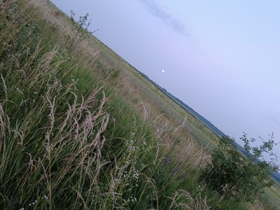 The image depicts a rural landscape with a field of tall, dry grass in the foreground, angled diagonally across the frame. In the background, there is a lighter green field with scattered white flowers, stretching towards a hazy horizon. The sky is a pale blue with a few faint clouds and a small, white circle, possibly the moon, is visible. A small, leafy green bush is located on the right side of the foreground. The overall impression is one of a serene, natural setting. The image is a photograph, taken outdoors, likely during twilight or early morning, given the lighting conditions. There are no people or animals visible in the frame. The location is identified as Lozova, Ukraine.