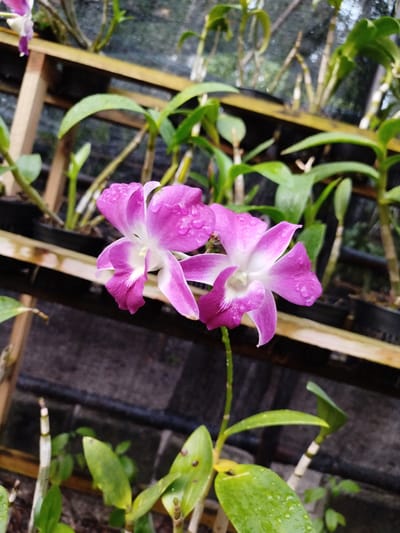Two purple and white orchids are in bloom, with water droplets on their petals. They are part of a larger display of orchids in pots, arranged on wooden shelves. The background is blurred, suggesting an outdoor setting, possibly a greenhouse or garden. The overall scene is one of natural beauty. The location is identified as Kendhoo, Maldives.