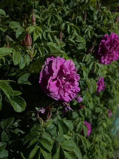This image, captured in Новинки, Russia, displays a dense rose bush in natural light. The primary subjects are multiple fuchsia-colored, double-petaled roses at various stages of development. Two fully bloomed roses are prominent: one centered on the left, and another in the upper-right quadrant. Scattered throughout the green foliage are several tightly closed rosebuds, some exhibiting hints of red-pink coloration. A partially withered or senescent bloom is visible near the base of the central-left rose. The leaves are a dark green, textured, and densely packed, creating a full appearance for the bush. Strong directional sunlight illuminates portions of the foliage and petals, creating areas of bright highlight and deep shadow within the bush. The background consists of out-of-focus green foliage, suggesting more of the plant or similar vegetation. No individuals or man-made objects are distinctly identifiable beyond the plant itself.