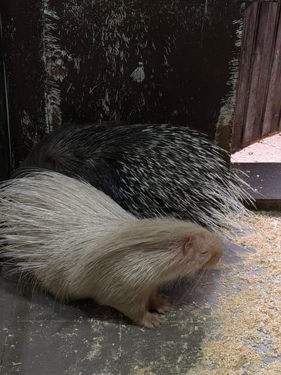 Two porcupines are resting in an enclosure in Polivanovo, Russia. One is predominantly dark gray with white-tipped quills, while the other is light gray. They are situated on a gray surface covered with wood shavings. To the left, there is a dark brown wooden structure with visible planks.