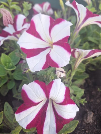 This media file is a close-up, overhead shot of two petunia flowers in bloom, set against a blurred background of green foliage and dark soil. The flowers are the primary subjects, exhibiting a striking bicolor pattern of white petals with deep magenta stripes radiating from the center. The stripes are broad and distinct, creating a pinwheel effect on the open blooms. The flower on the left is fully open, its petals spread wide, while the flower on the right is also open, though angled slightly differently. Hints of other petunia blooms, appearing as blurs of white and magenta, are visible in the upper left and lower portions of the image. The setting appears to be an outdoor garden or planter, with the soil suggesting it's planted in the ground. The lighting suggests it is daytime, likely under natural sunlight, as indicated by the brightness and subtle shadows. No people, text, or specific time of day or weather conditions are discernible. The overall impression is one of natural beauty and the vibrant colors of blooming flowers.