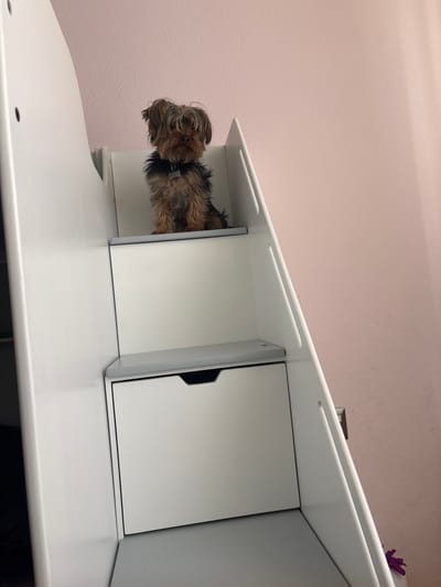 A Yorkshire Terrier dog, displaying shaggy brown and black fur, sits upright on the second step of a white, multi-tiered furniture unit. The dog wears a dark collar with a light-colored identification tag. The furniture unit features grey step surfaces and integrated storage, including a white drawer with a dark recessed handle visible on the lowest level. The background consists of a textured, light pink wall. The scene is indoors.