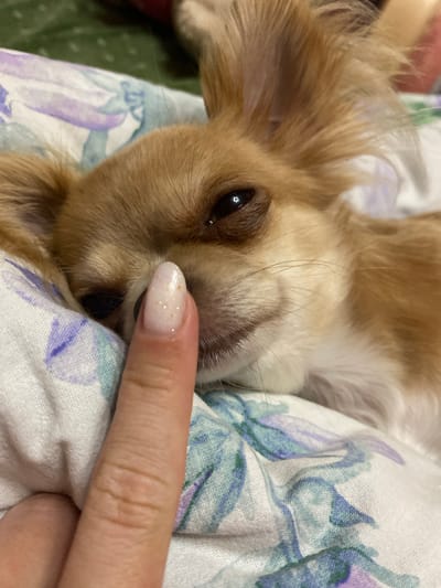 A close-up shot focuses on the face of a tan and white long-haired chihuahua dog resting on a white fabric with a floral print. The dog is lying down, with its eyes partially closed and its head resting on the fabric. A human finger, with a light-colored nail polish with glitter, is positioned in front of the dog's nose, touching its snout. The background shows a blurred green surface, possibly a blanket or bedspread. The scene appears to be indoors, on a bed or sofa. There is no visible indication of the location being in Andzhiyevsky, Russia.