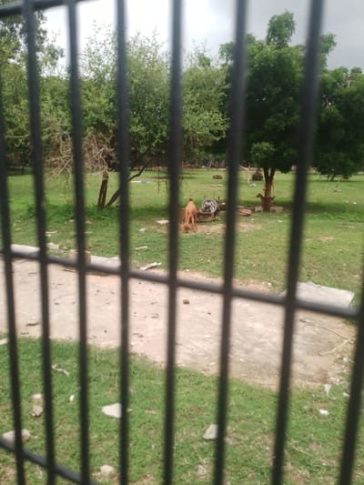 The image shows a zoo enclosure with three brown goats grazing on a grassy area. One goat is in the foreground on the left, with its head down, possibly eating. Another goat is further back on the right, standing near a tree. A third goat is visible in the background, also grazing. The enclosure appears to be an outdoor space with trees and some man-made structures, including what looks like a concrete path and some metal objects. The scene is lit by natural daylight, with a slightly overcast sky. The image is taken from behind a black metal fence or bars, which obstruct part of the view. The overall impression is a relatively calm and naturalistic setting within a zoo. No text is visible in the image.