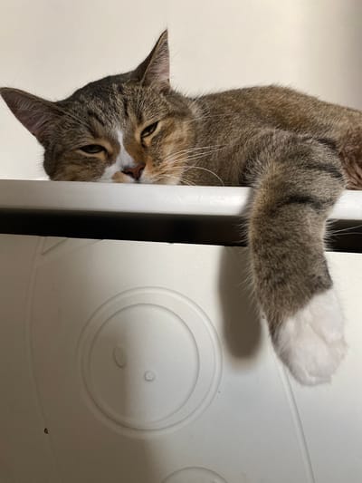 A tabby cat is hanging upside down from a white structure, with its body extending from the top left to the bottom center of the frame. The cat has striped brown and gray fur, with a white chest and paws. Its eyes are partially closed, giving it a sleepy or relaxed expression. One of its front paws, which is white, is resting on the white structure to the right. The background is a plain, light-colored wall. The scene appears to be indoors.