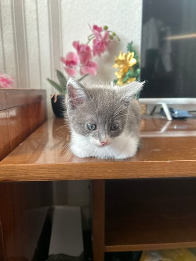 A small, grey and white kitten with blue eyes is the central subject of this image. The kitten is lying down, its head tilted slightly, and appears to be looking towards the viewer. It has soft, fluffy fur and prominent white whiskers.
The kitten is positioned on what appears to be a polished wooden surface, possibly a table or shelf. To the left of the kitten, there are decorative pink flowers and some yellow flowers, adding a touch of color to the scene. Behind the flowers, a white, textured surface is visible, possibly blinds or a wall.
To the right of the kitten is a wooden shelf or cabinet, with visible grain on its surface. The background is somewhat dark and reflective, showing glimpses of other objects, including what might be a television screen in the upper left corner, reflecting a blurry image.
The lighting suggests an indoor setting, possibly during the daytime given the brightness. There is no discernible text in the image. The overall mood is calm and domestic, focusing on the endearing presence of the kitten amidst everyday objects. The image is oriented vertically, with the kitten's head pointing towards the top.