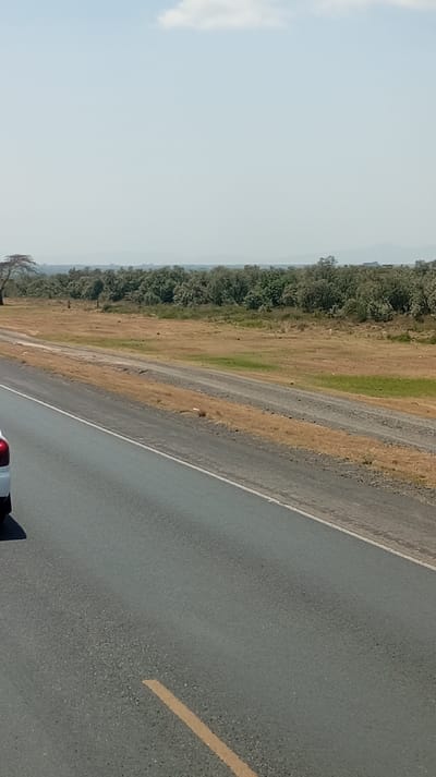 The scene is situated in Malewa West ward, Kenya, depicting a wide outdoor landscape under bright daylight with a pale blue sky and one small white cloud. In the foreground, the rear section of a white vehicle, including a red taillight, is visible on the lower left. A two-lane asphalt road with a solid white edge line on the right and a broken yellow center line segment extends diagonally from the lower left towards the upper right. Parallel to the paved road on its right side is a strip of dry, brown earth, followed by a lighter-colored dirt track. Beyond these tracks, an expansive field of predominantly dry, light brown grass with some greener patches stretches into the middle distance. Faint, scattered white objects are visible within this field. A solitary tree with a distinct, broad, flat canopy and visible branches stands to the far left in the grassy field. A dense, continuous band of light green to grey-green trees forms a prominent tree line across the middle of the horizon. Distant, hazy blue hills are discernible above the tree line. No individuals, overt actions, or interactions are visible.
