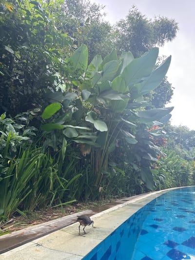 The image depicts a lush, tropical scene in Nusa Dua, Indonesia, juxtaposed with a man-made structure. In the foreground, a portion of a swimming pool is visible, with blue patterned tiles and a concrete edge. Perched on the edge is a dark-colored bird. The background is dominated by dense vegetation, including tall grasses, various green plants, and trees. The scene is bathed in soft, diffused light, suggesting an overcast day.