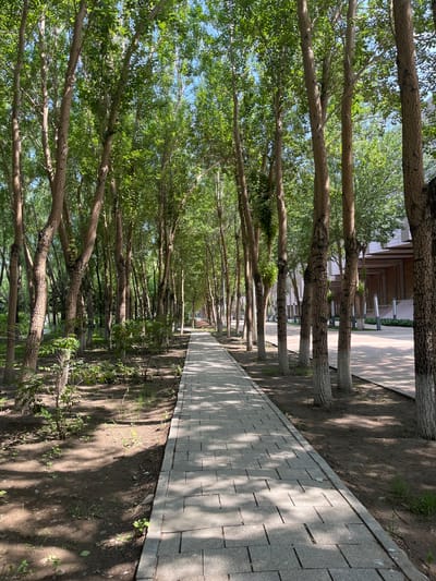 This image depicts a paved pathway lined with trees on both sides, extending into the distance. The pathway appears to be constructed of light-colored rectangular pavers, with dappled sunlight casting shadows on its surface. To the left of the pathway is a natural area with soil, sparse vegetation, and the trunks of numerous trees with textured bark. To the right, beyond the trees, a modern building with a light-colored facade and architectural details is visible, along with a paved area and lampposts. The trees are deciduous, with abundant green foliage, suggesting a warm season. The overall scene conveys a serene and well-maintained urban park or streetscape. The location is identified as Changchun City, China.