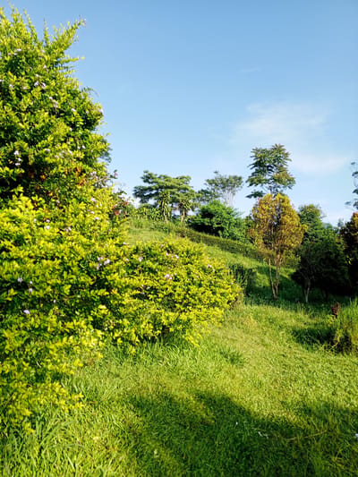 The image shows a grassy hillside in Thalang, Laos. The sky is clear and blue with a few faint clouds. A large green bush with small purple and orange flowers is prominent on the left side of the frame. The hillside is covered in green grass with some trees and shrubs scattered on it. There are no people visible. The overall scene is one of a peaceful, rural landscape.