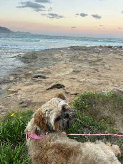 A medium, eye-level, sideways oriented shot features a Shih Tzu dog at the beach. The dog is tan and brown with long, scruffy hair covering its face and wears a pink collar. The dog is attached to a pink leash that is lying on the grass. The beach is made up of sand and rocks. The ocean is visible in the background, with waves crashing on the shore. The sky is cloudy and the sun is setting, casting a golden glow over the scene. Thirroul, Australia.