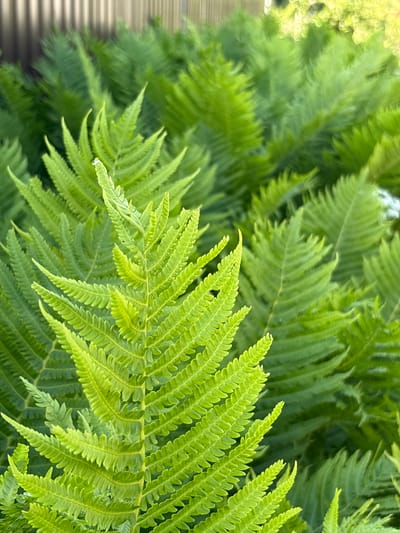 This media file is a close-up, eye-level, horizontal shot of lush, vibrant green fern fronds. The image is dominated by the intricate, feathery texture of the leaves, which are sharply in focus in the foreground and gradually soften into a blur in the background. The lighting suggests it is daytime, with soft, natural light illuminating the foliage. The overall impression is one of natural beauty and abundance, evoking a sense of tranquility.
In the lower left corner, there are faint horizontal lines that might suggest a wooden surface or fence, providing a subtle hint of a structured setting within the natural environment. The background consists of more fern foliage, creating a dense, layered effect. There are no people or animals visible, and no text is present in the image. The scene appears to be an outdoor setting, likely a garden or woodland area, given the dense growth of ferns. The colors are primarily shades of green, with some lighter, almost yellow-green hues where the light catches the edges of the fronds. The impression is one of freshness and vitality, characteristic of a healthy, thriving plant environment.