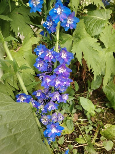 A close-up, vertically oriented photograph captures a cluster of vibrant blue delphinium flowers in bloom. The flowers are arranged along a tall, green stem, with numerous individual blossoms cascading downwards. Each flower features delicate, ruffled petals in shades of deep blue and lighter purple, with white accents at the center. The background is filled with large, lush green leaves of the delphinium plant and other surrounding foliage, some of which are broader and textured. The ground below is a mix of soil, moss, and fallen leaves, indicating an outdoor setting. The lighting suggests a daytime scene, possibly overcast or shaded, as there are no harsh shadows. The image does not contain any individuals or evidence of human interaction. It appears to be a natural setting, possibly a garden or wild area, within the city of Balashikha, Russia.
