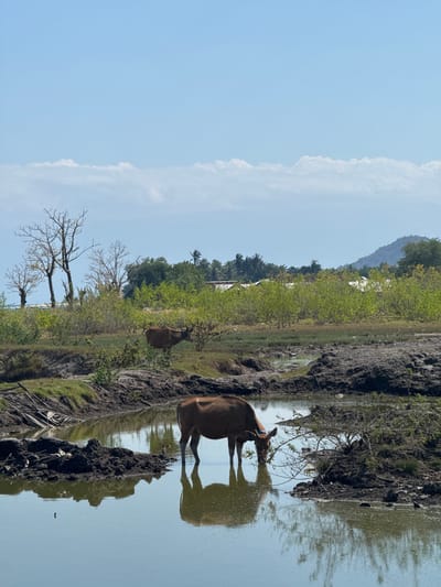 The image captures a serene rural scene in Kertasari, Indonesia, under a clear blue sky dotted with sparse clouds. In the foreground, a brown cow stands in shallow water, its head lowered to drink. The water reflects the cow and the surrounding landscape, including muddy banks and some sparse vegetation. Further in the background, another brown cow is visible grazing on a grassy knoll. The middle ground is filled with lush green bushes and trees, with a few bare trees standing out among them. In the distance, a line of houses can be seen, partially obscured by the foliage, and beyond that, a hazy mountain range under the bright sky. The overall impression is one of tranquility and natural beauty.