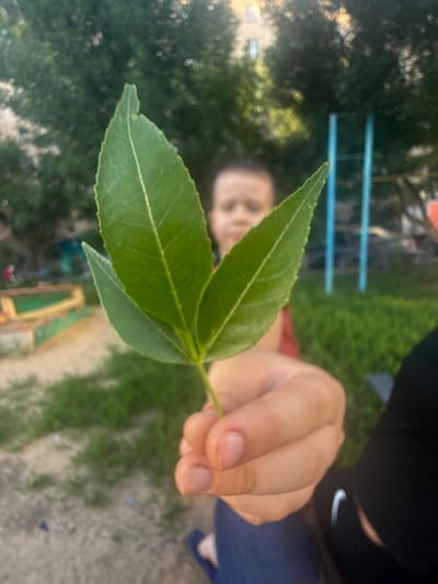 A person is holding three green leaves. The leaves are on a stem and appear to be from a plant with serrated edges. The person's hand, with manicured fingernails, is holding the stem of the leaves. The person is wearing a dark long-sleeved shirt and blue jeans. In the background, a blurry image of a person's face is visible. There are also out-of-focus trees, green grass, and some playground equipment. The scene appears to be outdoors during the daytime. The lighting suggests it could be sunny. There is no visible text in the image. The location context is Orenburg, Russia.