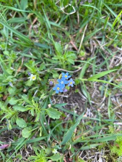 The image shows a patch of green grass and other small plants, including a cluster of bright blue forget-me-not flowers with yellow centers. The ground is partly covered with dry plant debris and soil. The focus is on the flowers, and the surrounding area is somewhat blurred. The location is not specified within the image itself.