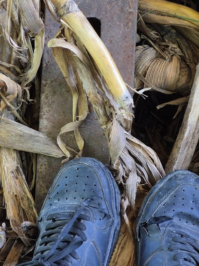 In the city of Sadina, Bulgaria, the image captures a close-up, overhead view of a person's feet wearing black sneakers standing amidst dry corn stalks and a rusty metal object. The sneakers are worn, with visible damage and scuff marks. The corn stalks are dry and brittle, suggesting an autumnal or post-harvest setting. The rusty metal object appears to be industrial in nature, possibly part of old machinery or structural support. The overall scene is one of decay and neglect, with the natural elements of dried vegetation contrasting with the man-made metallic object and the worn footwear.