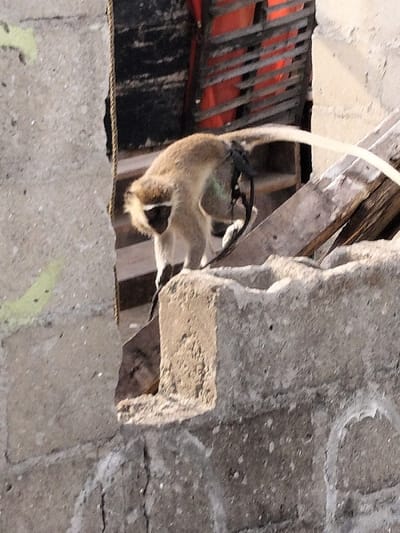 A monkey, light brown with dark limbs, descends from wooden planks towards a rough, gray concrete ledge. Its long, slender tail extends high. The monkey is positioned near a dilapidated concrete wall, a portion of which is visible to the left. Behind the monkey are dark, stacked objects, potentially old furniture or materials, partially obscured in shadow. The scene appears to be a snapshot of urban wildlife amidst human-made structures.