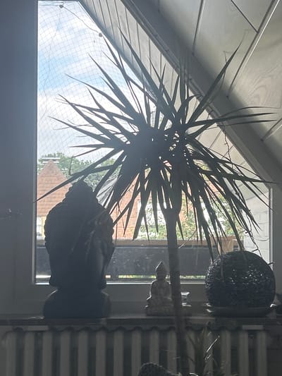 A shadowy, silhouetted plant with spiky leaves dominates the foreground of this image. To the left of the plant, a dark bust of Buddha sits on a windowsill. Further to the right, a small Buddha statue is visible, along with a dark, spherical object covered in what appears to be sequins. Behind these objects, a window looks out onto a cloudy sky and some buildings with pitched roofs. The overall scene is dimly lit, with the light source appearing to be the window. The image is believed to have been taken in Gütersloh, Germany.
